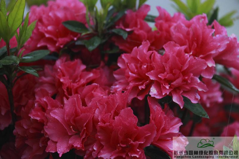 彩运网(中国游)官方网站