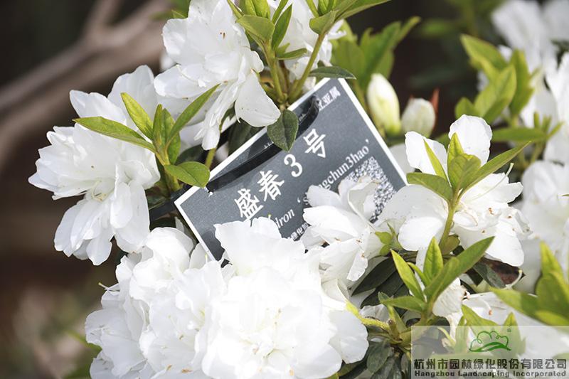 彩运网(中国游)官方网站