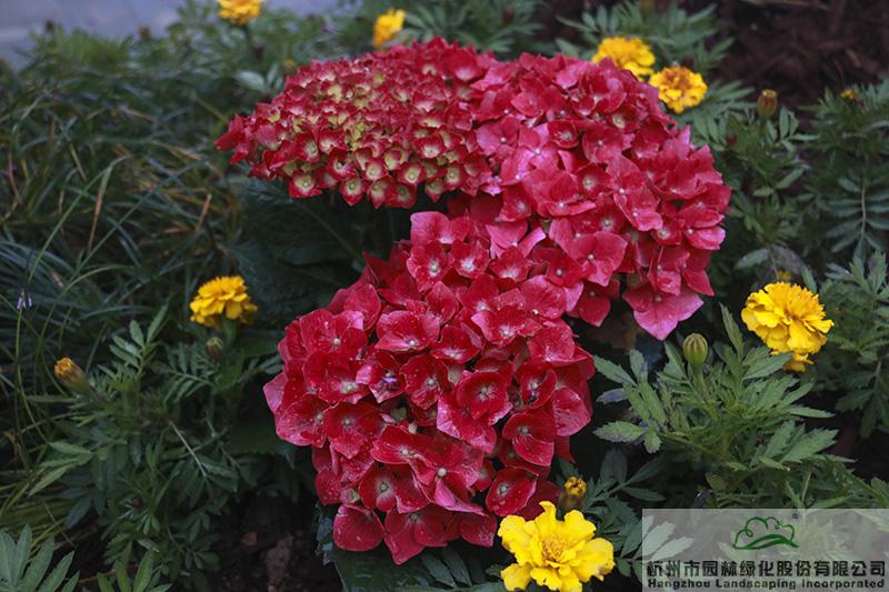 彩运网(中国游)官方网站