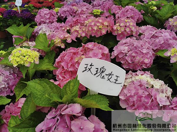 彩运网(中国游)官方网站