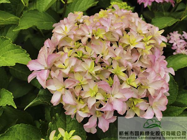 彩运网(中国游)官方网站