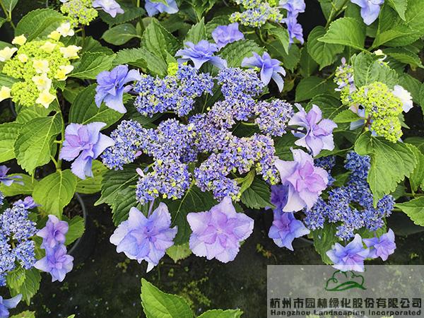 彩运网(中国游)官方网站