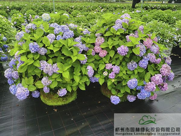 彩运网(中国游)官方网站