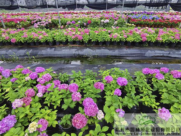 彩运网(中国游)官方网站