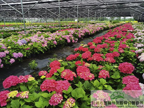 彩运网(中国游)官方网站