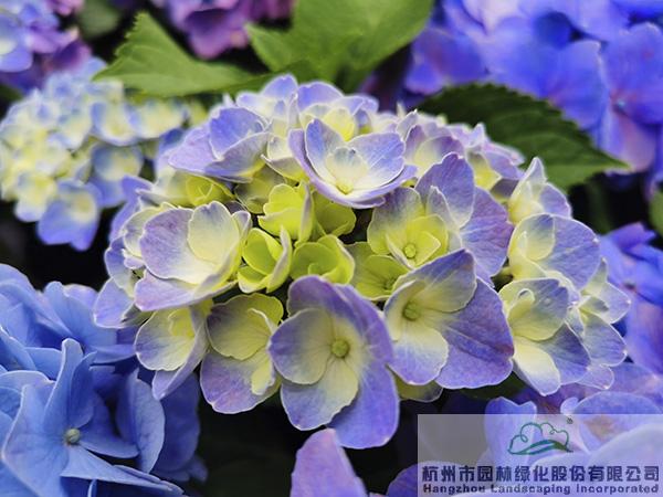 彩运网(中国游)官方网站