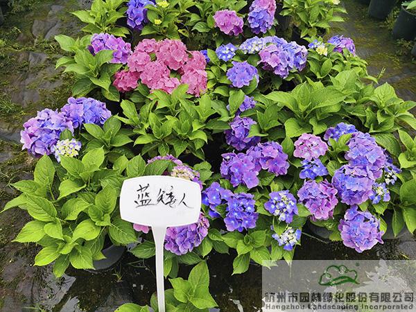 彩运网(中国游)官方网站