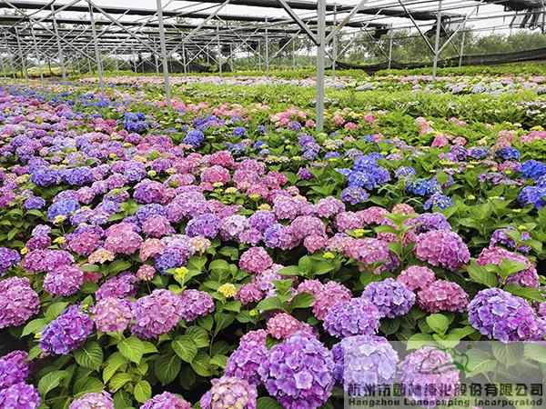 彩运网(中国游)官方网站