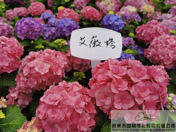 彩运网(中国游)官方网站