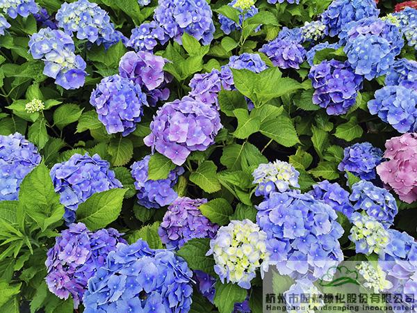 彩运网(中国游)官方网站