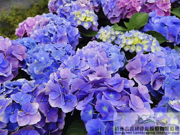 彩运网(中国游)官方网站