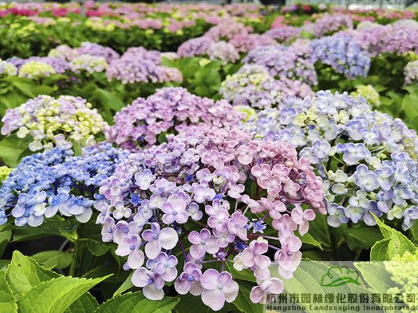 彩运网(中国游)官方网站