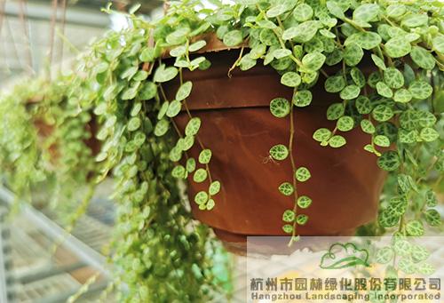 彩运网(中国游)官方网站