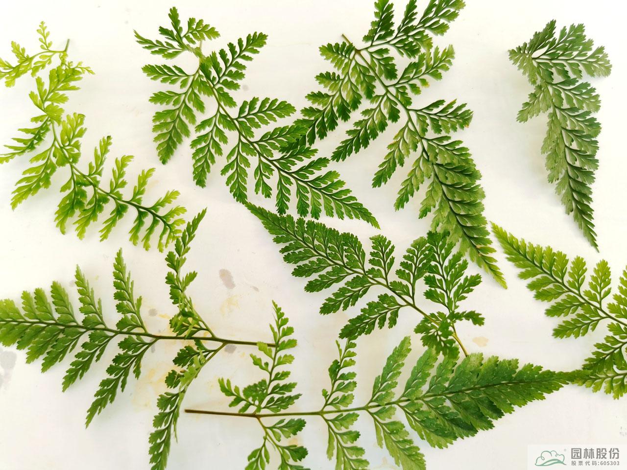 彩运网(中国游)官方网站