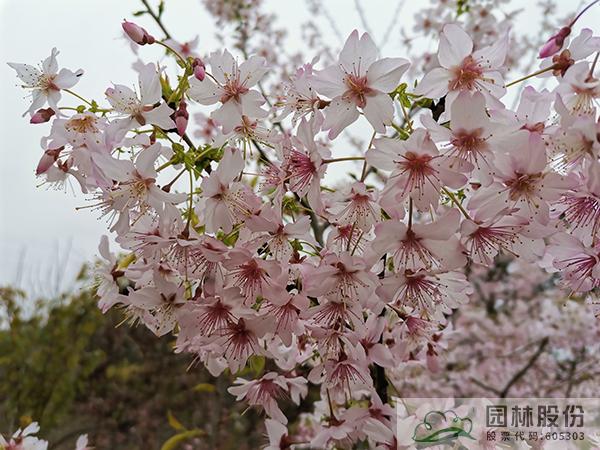 彩运网(中国游)官方网站