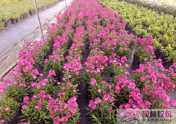 彩运网(中国游)官方网站