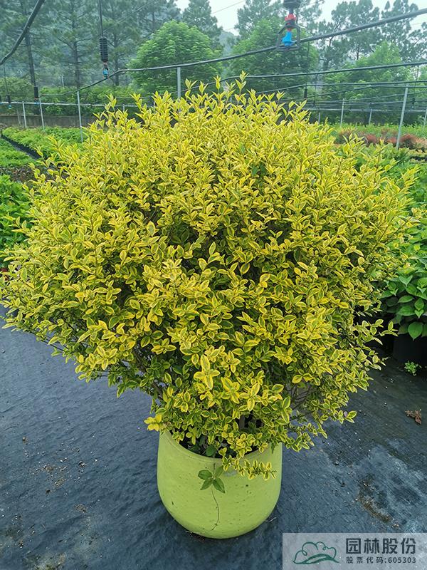 彩运网(中国游)官方网站