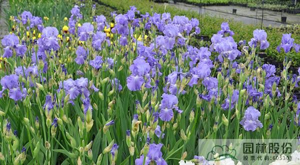 彩运网(中国游)官方网站