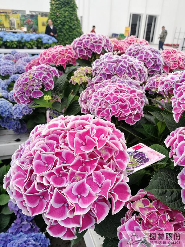 彩运网(中国游)官方网站