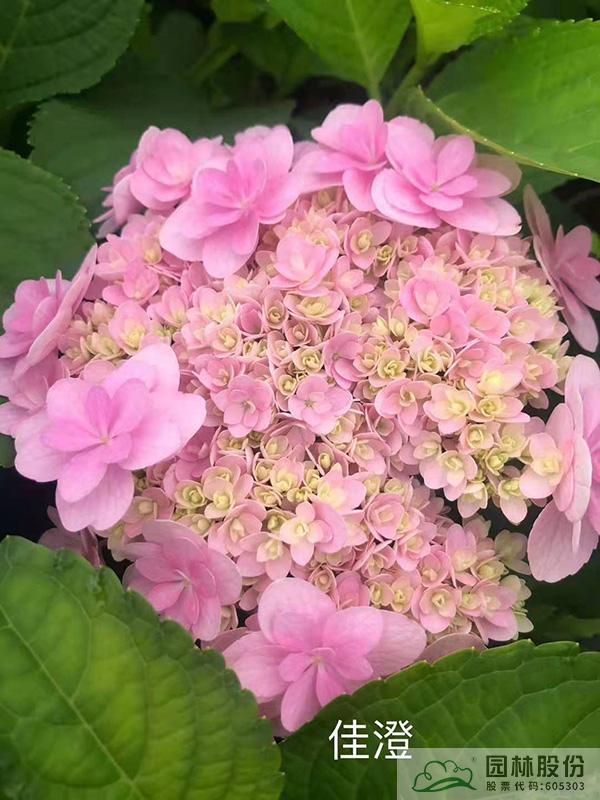 彩运网(中国游)官方网站