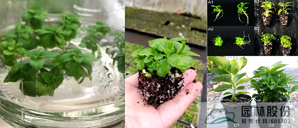 彩运网(中国游)官方网站