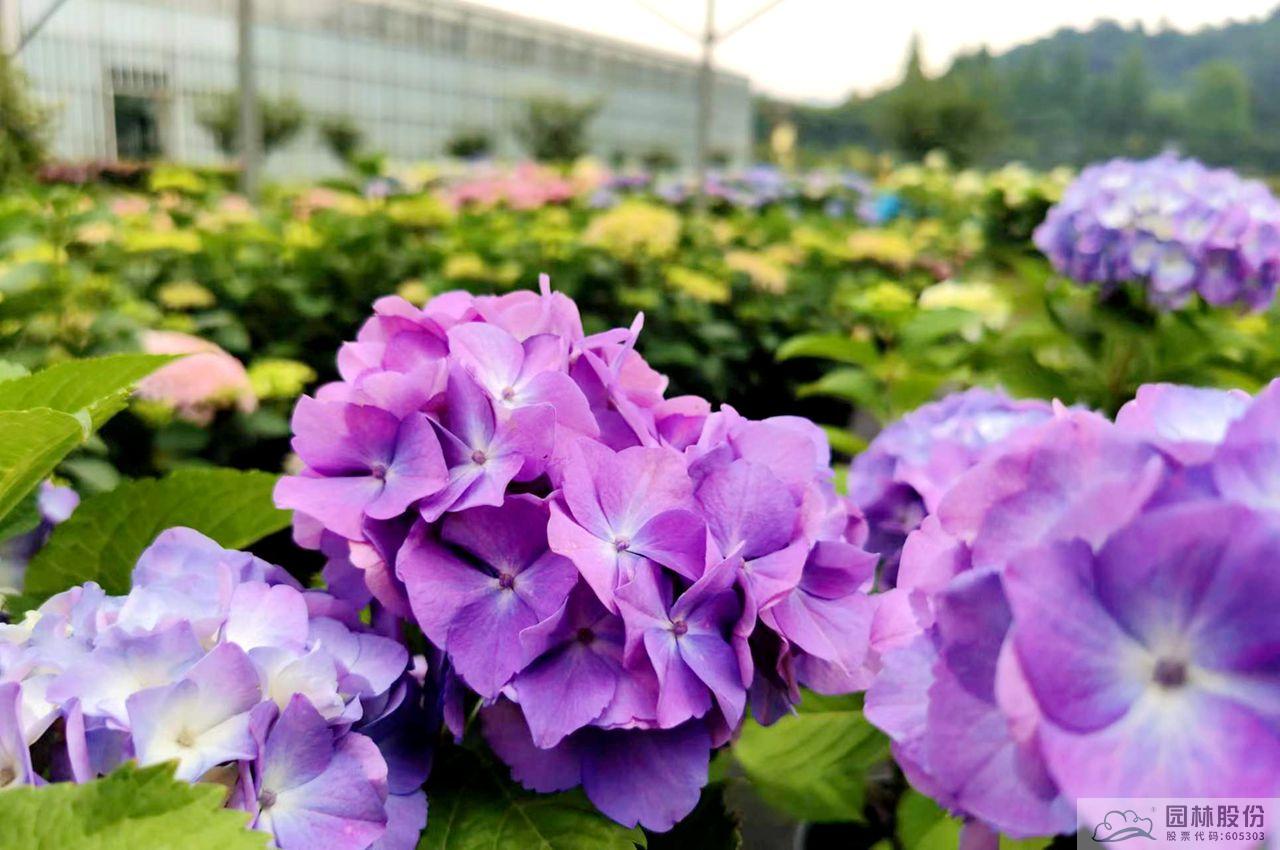 彩运网(中国游)官方网站