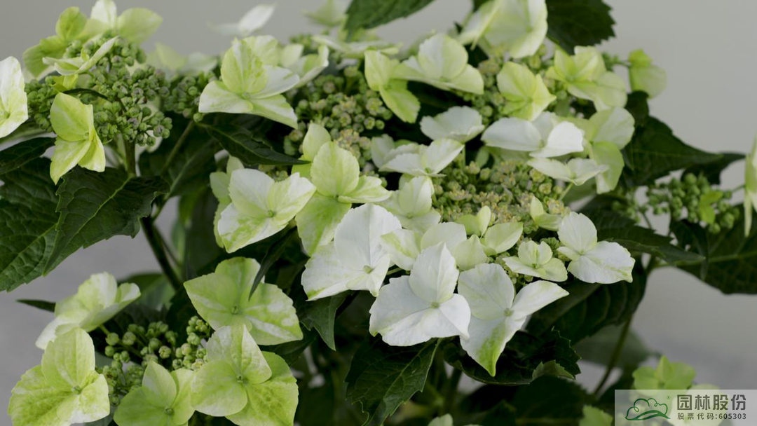 彩运网(中国游)官方网站