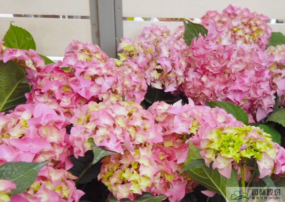 彩运网(中国游)官方网站