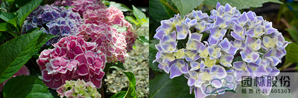 彩运网(中国游)官方网站