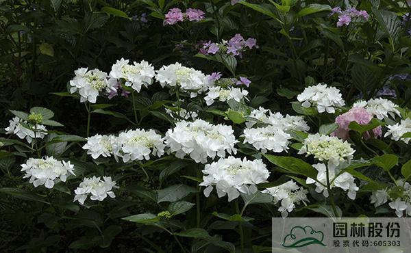 彩运网(中国游)官方网站