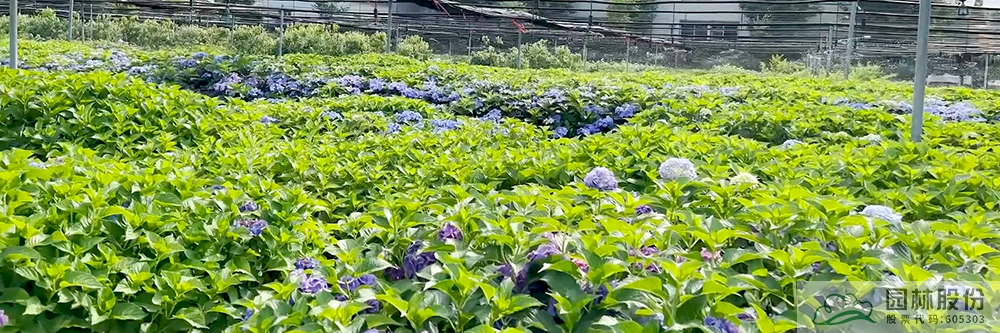 彩运网(中国游)官方网站