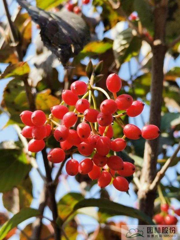 彩运网(中国游)官方网站