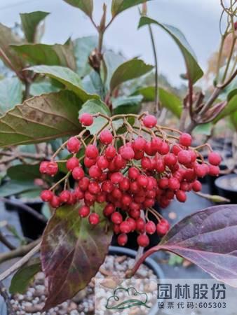 彩运网(中国游)官方网站