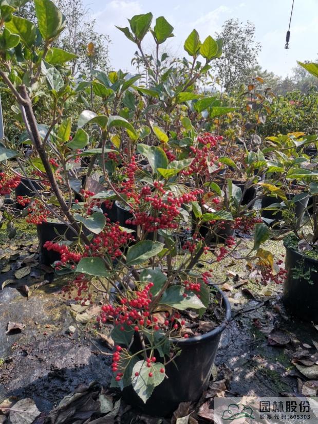 彩运网(中国游)官方网站