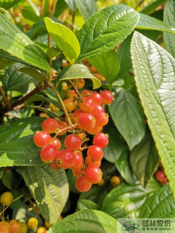 彩运网(中国游)官方网站