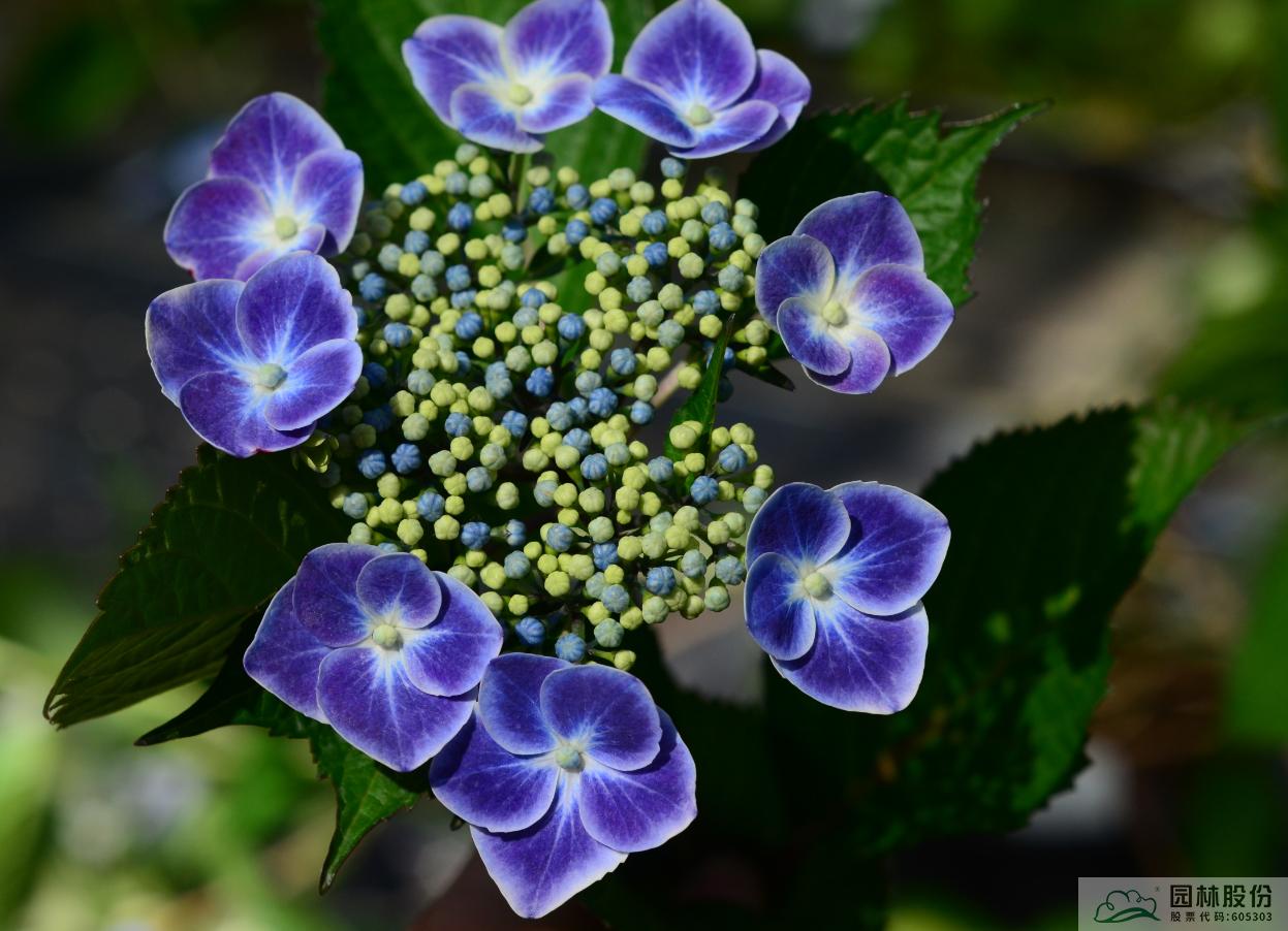 彩运网(中国游)官方网站