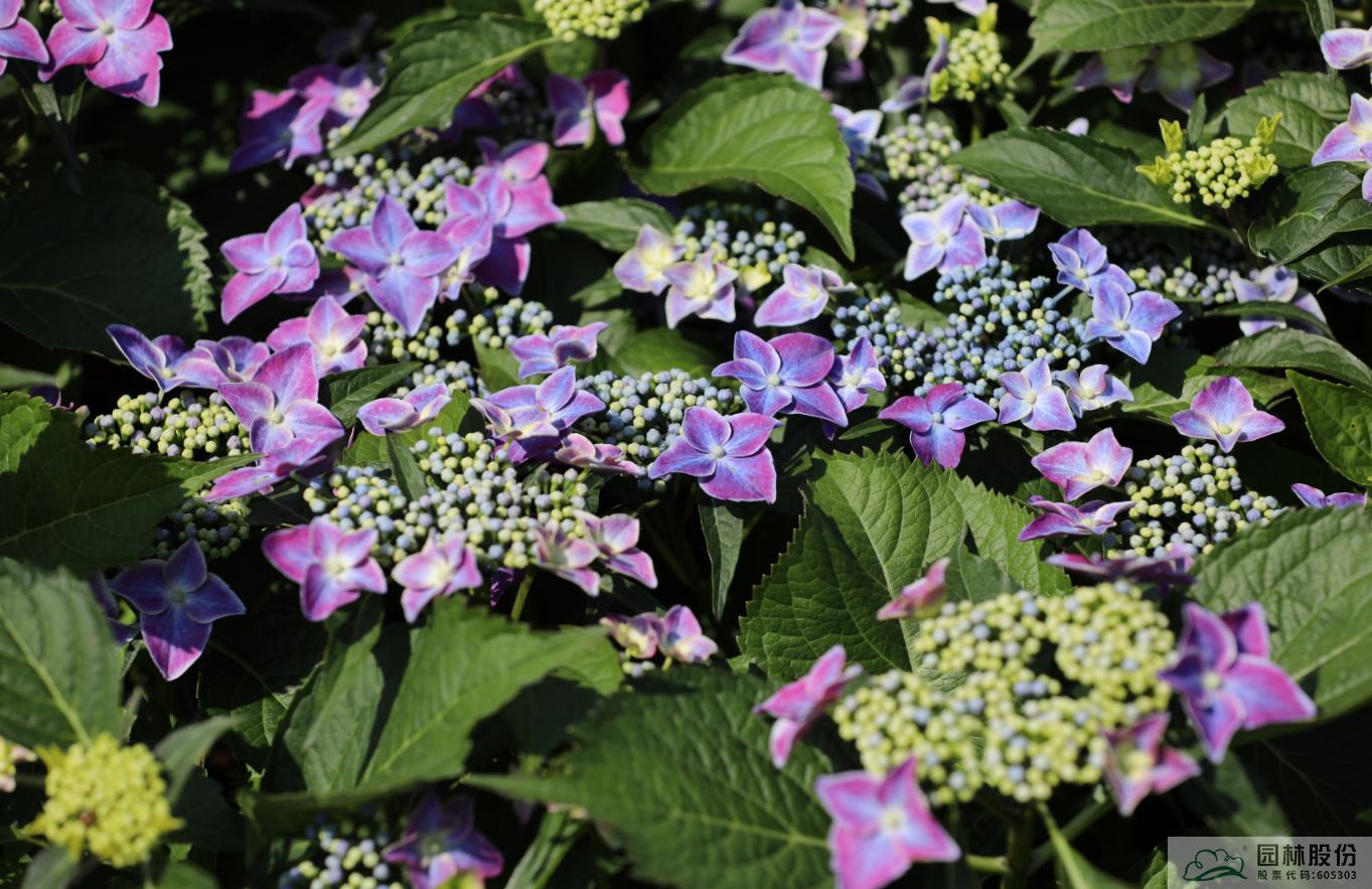 彩运网(中国游)官方网站