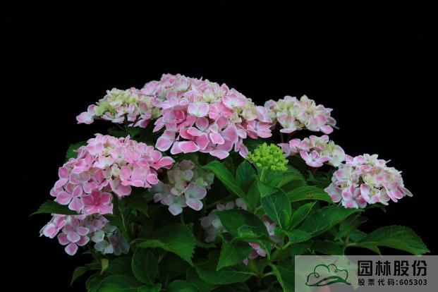 彩运网(中国游)官方网站