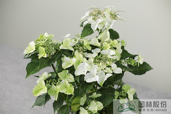 彩运网(中国游)官方网站