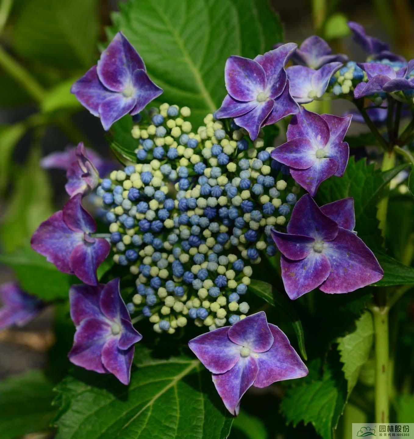彩运网(中国游)官方网站