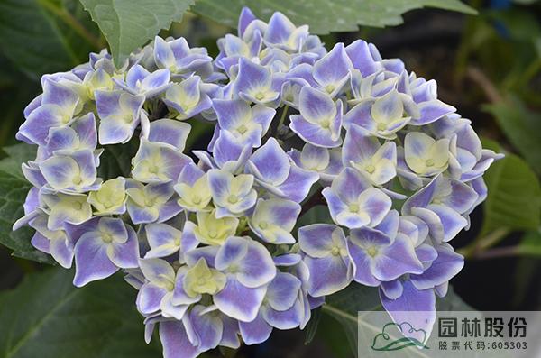 彩运网(中国游)官方网站