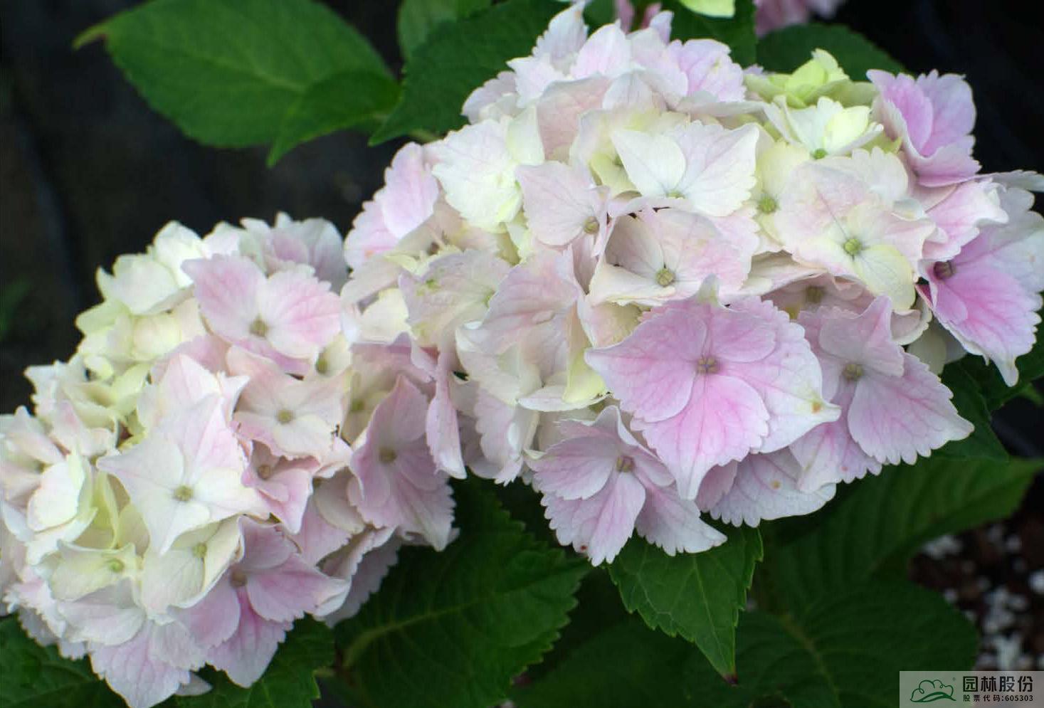 彩运网(中国游)官方网站