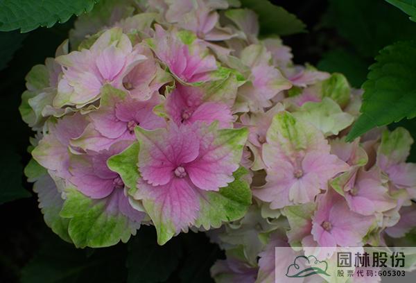 彩运网(中国游)官方网站