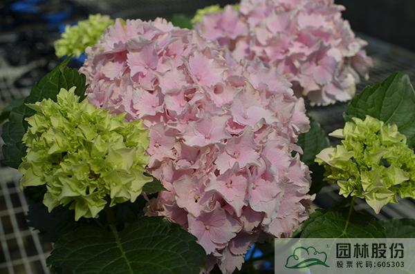 彩运网(中国游)官方网站