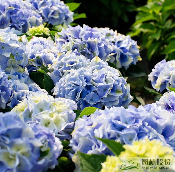 彩运网(中国游)官方网站