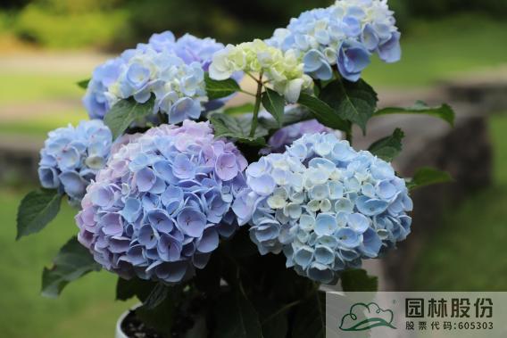 彩运网(中国游)官方网站