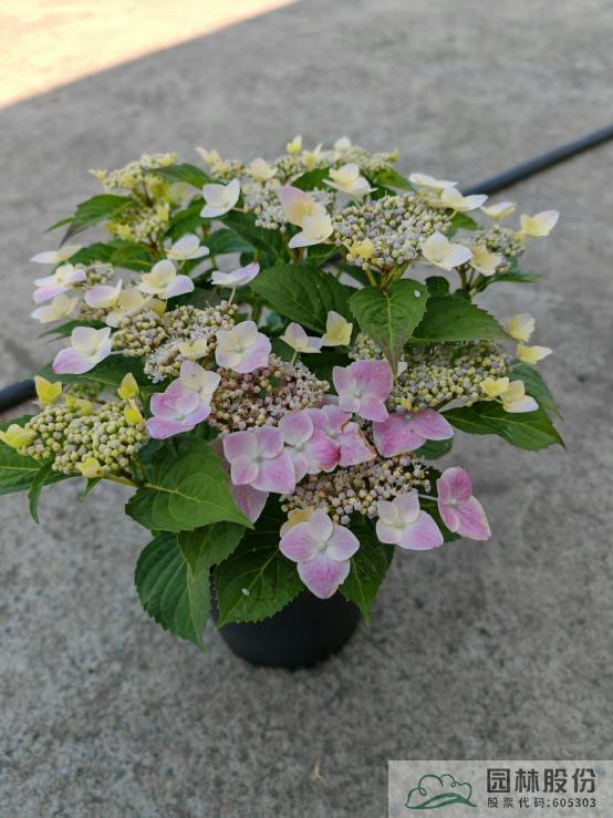 彩运网(中国游)官方网站