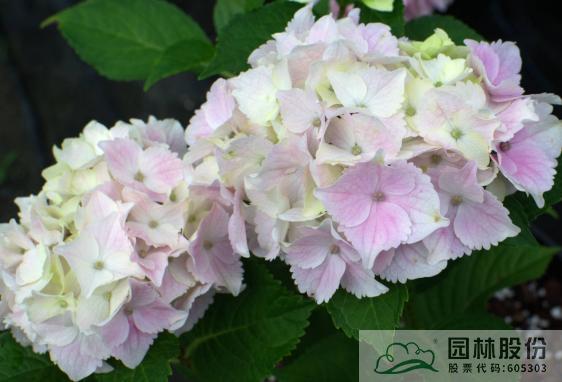 彩运网(中国游)官方网站