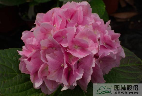 彩运网(中国游)官方网站