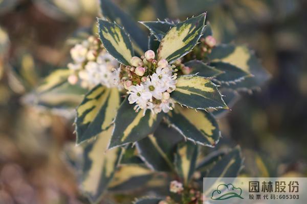 彩运网(中国游)官方网站